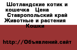 Шотландские котик и кошечка › Цена ­ 5 000 - Ставропольский край Животные и растения » Кошки   